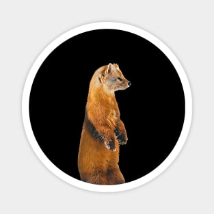 Marten - Woodland Themed Kids Room, Funny Gifts For Forester, Cute Anima Magnet